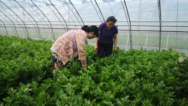 张海芳工作照-指导春大棚芹菜生长后期病害防治