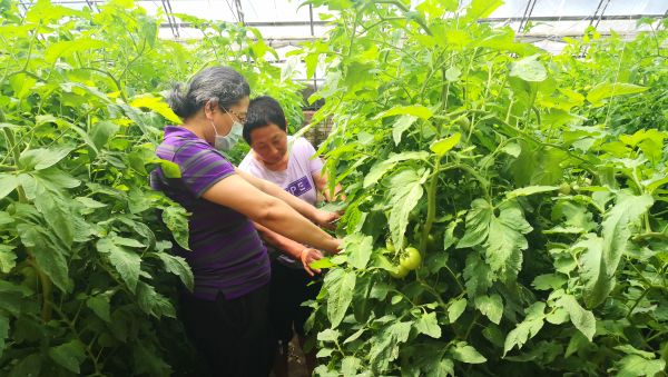 张海芳工作照-指导春温室番茄水肥管理